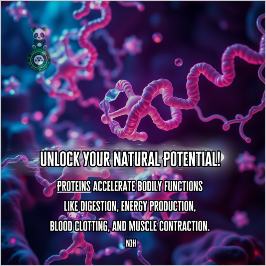 Proteins accelerate bodily functions like digestion, energy production, blood clotting, and muscle contraction. NIH