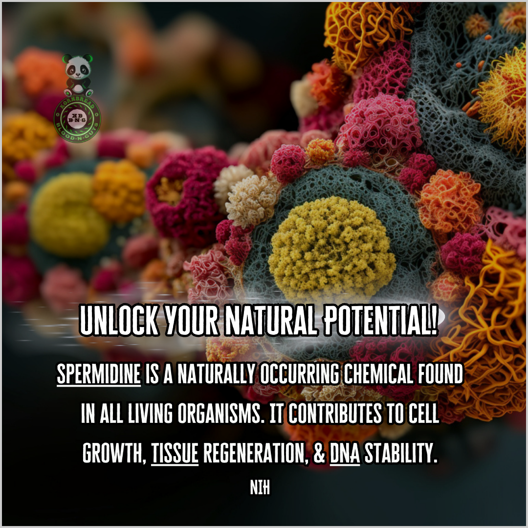 Spermidine is a naturally occurring chemical found in all living organisms. It contributes to cell growth, tissue regeneration, & DNA stability. NIH