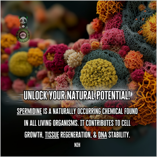 Spermidine is a naturally occurring chemical found in all living organisms. It contributes to cell growth, tissue regeneration, & DNA stability. NIH